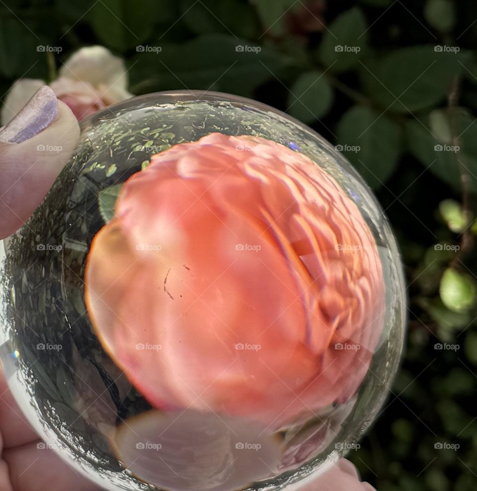 Rose in a glass bowl 