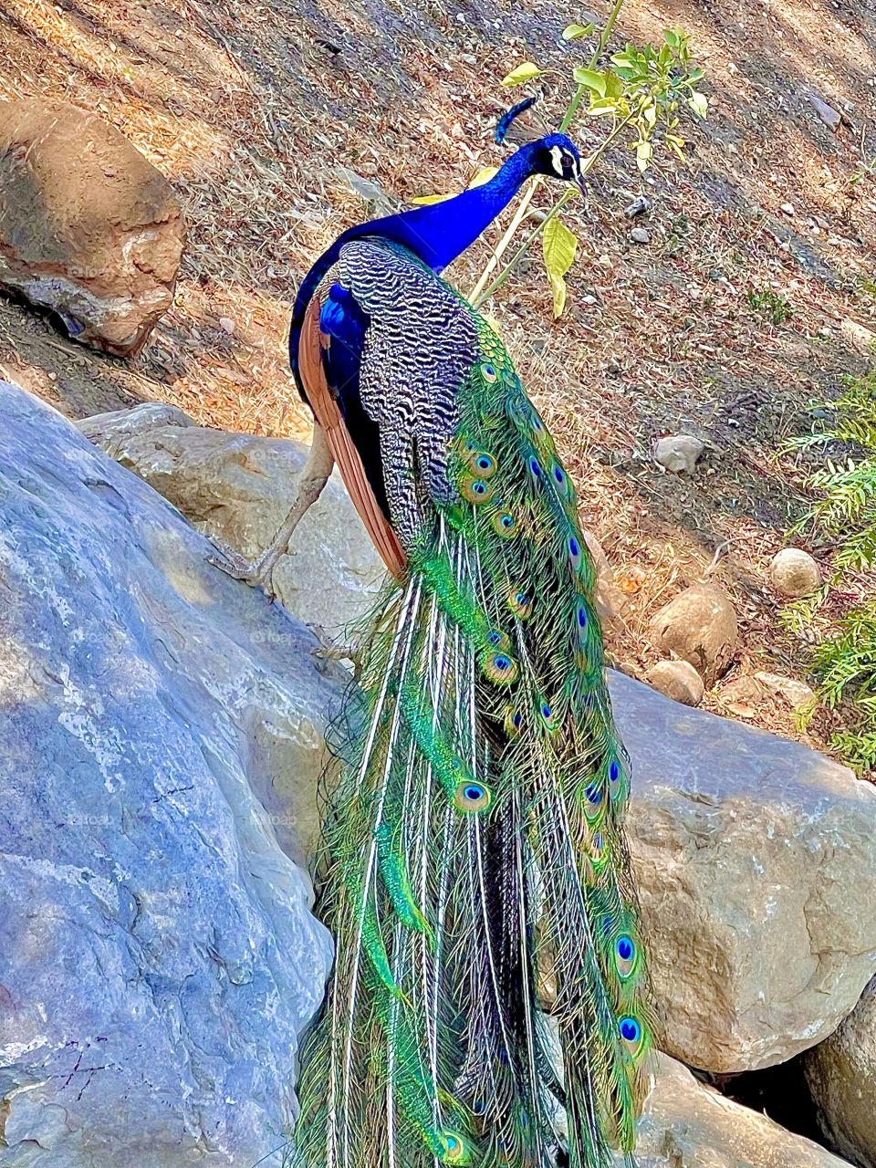 Peacock 
