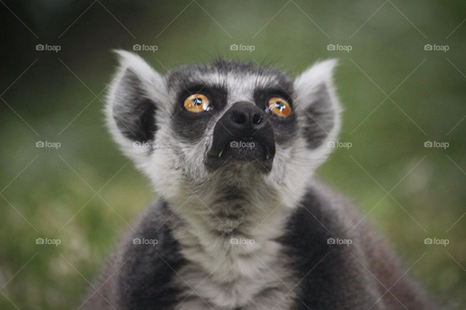 lemur  looking up