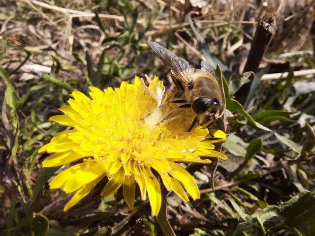 Spring joy