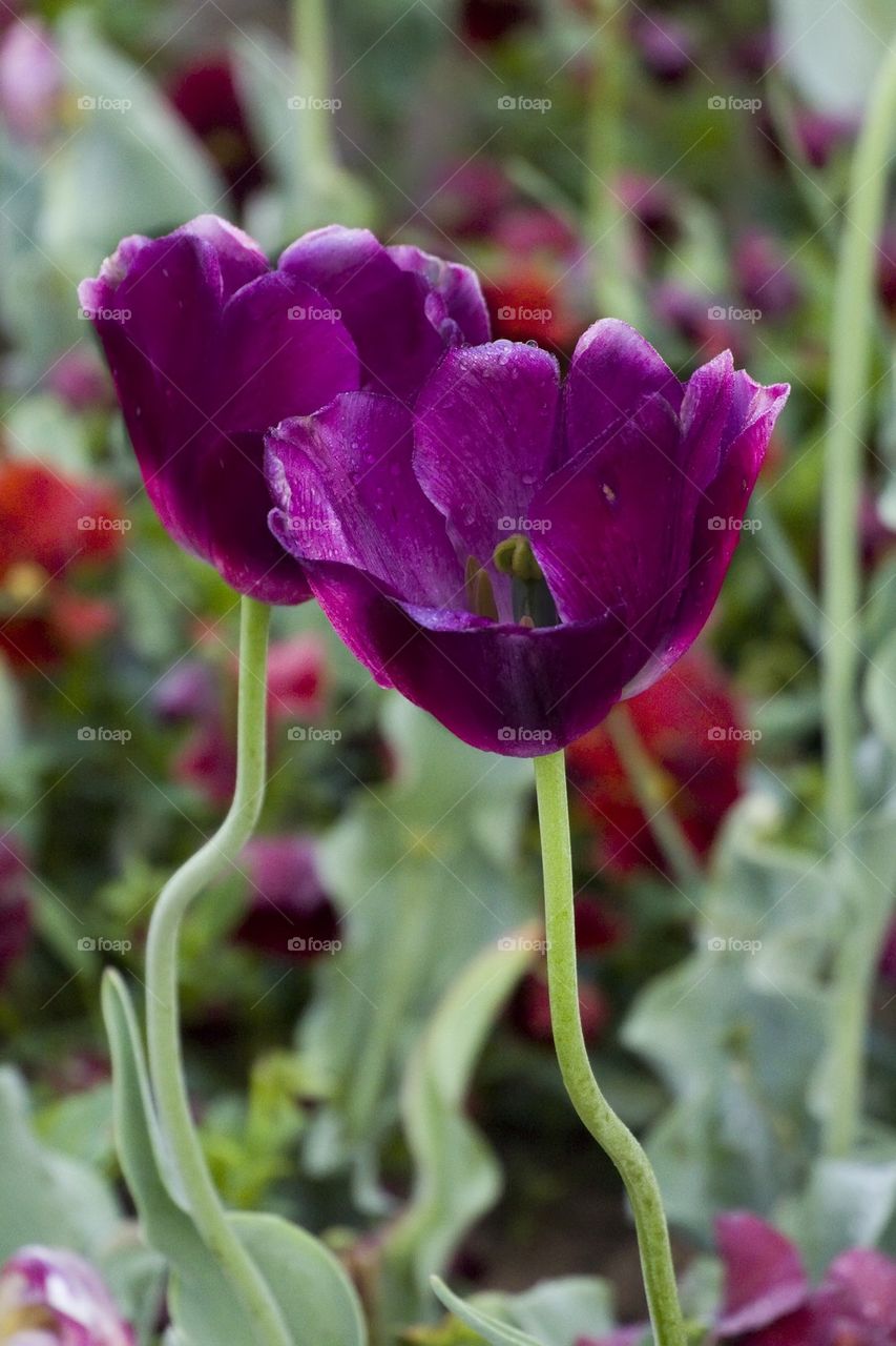 Purple tulips