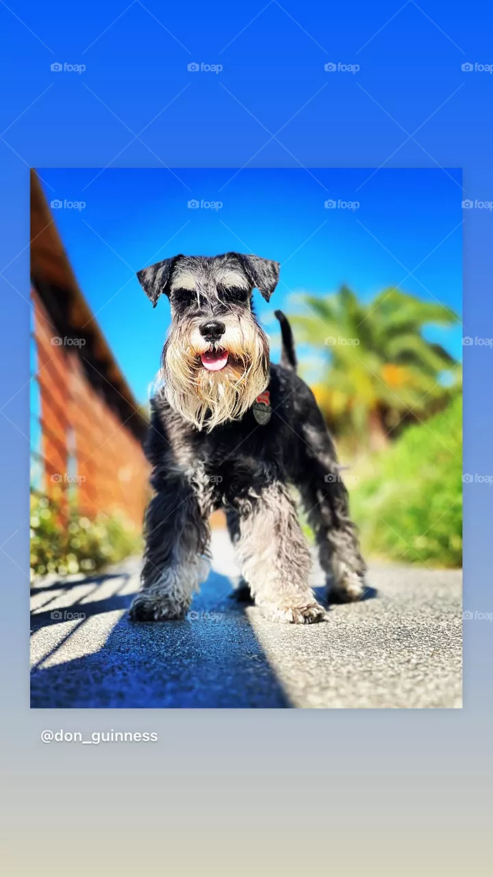 Dog posing 