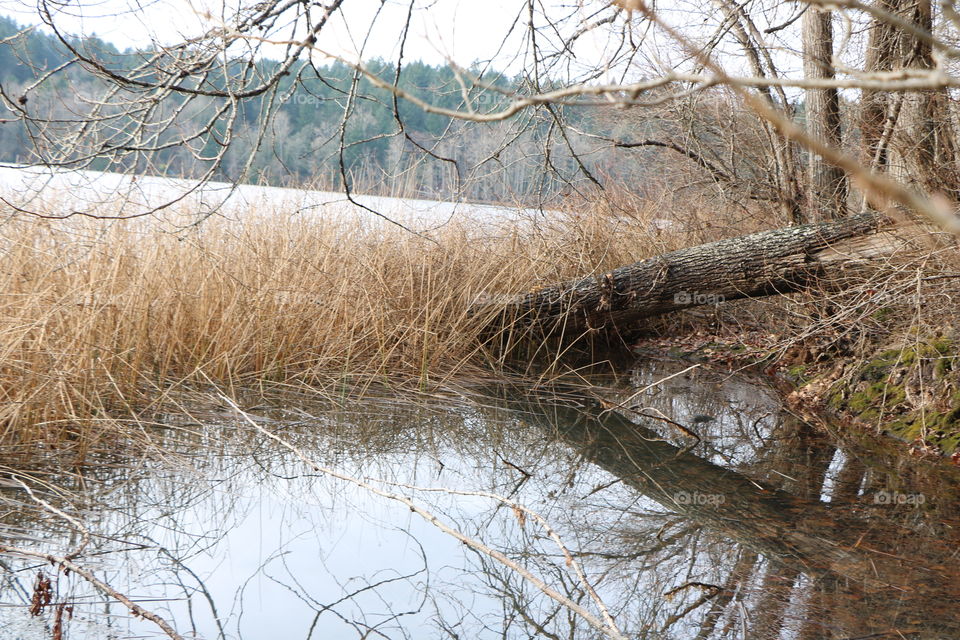 Lake’s.vegetation in wintertime