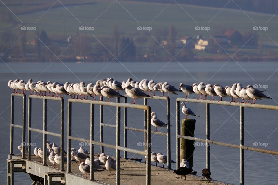 Seagulls perching on bridge railing