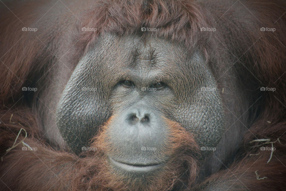 Smiling orangutang