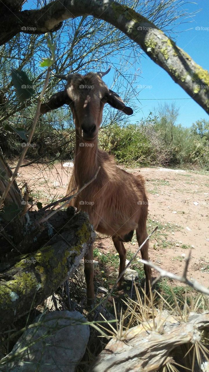 Beautiful goat looking at camera