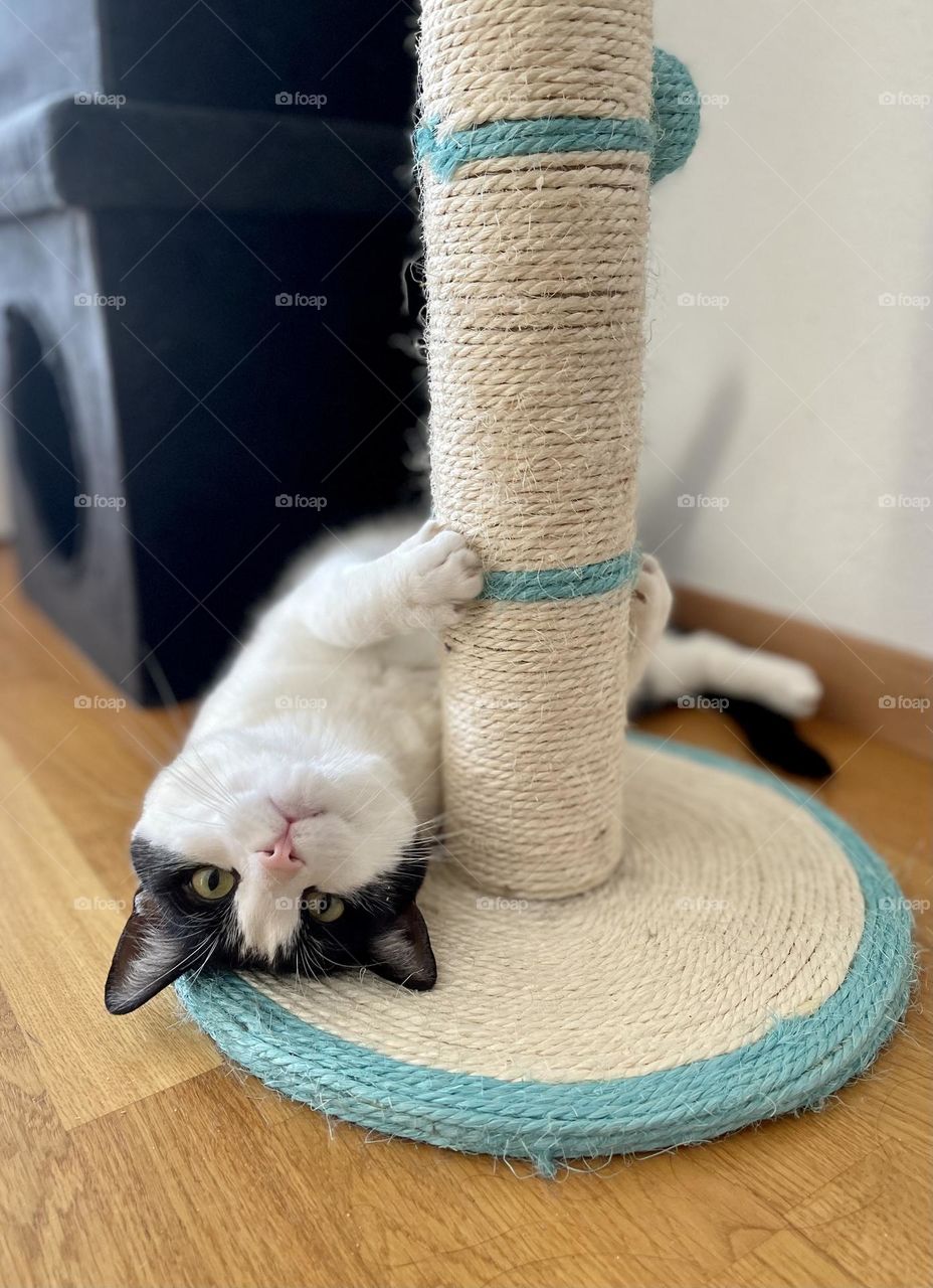 Black and white tuxedo European domestic cat playing with nails scratcher, low angle view 