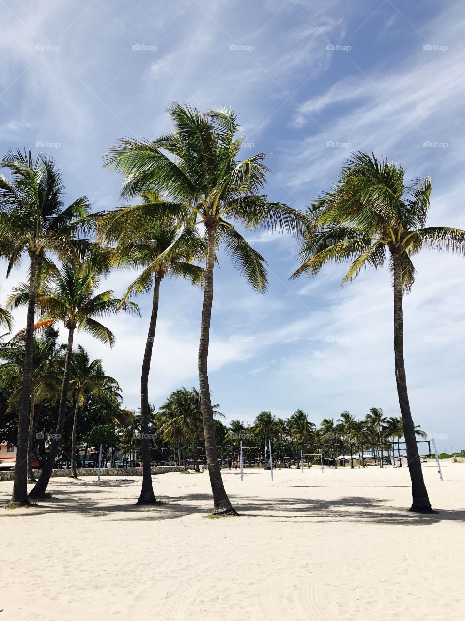 Palm trees!  Miami Beach