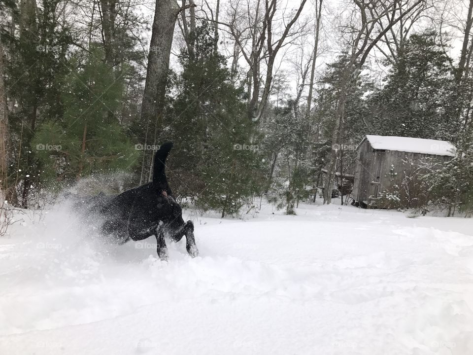 Dog disappears into Snowy Time Warp