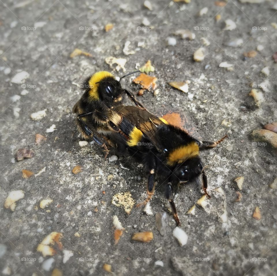Two Bumble Bees Mating