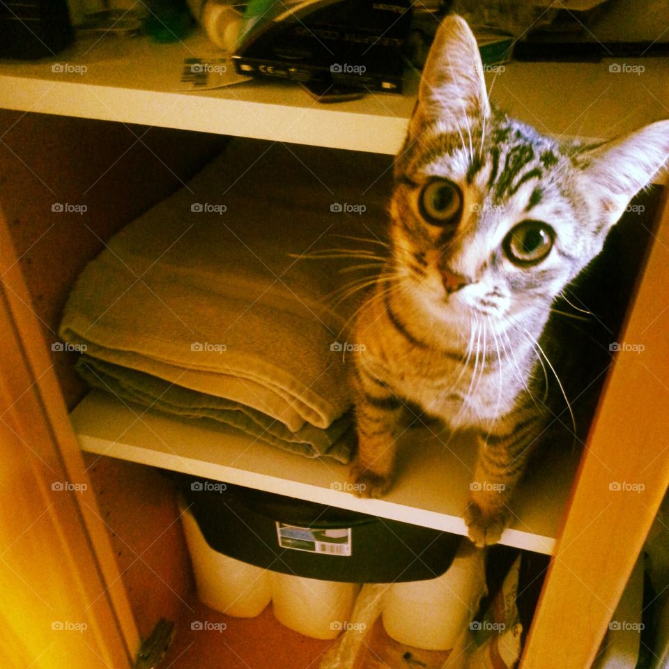 Boo!!. My sister's cat was feeling extra playful and decided to hide in the bathroom cabinet :)