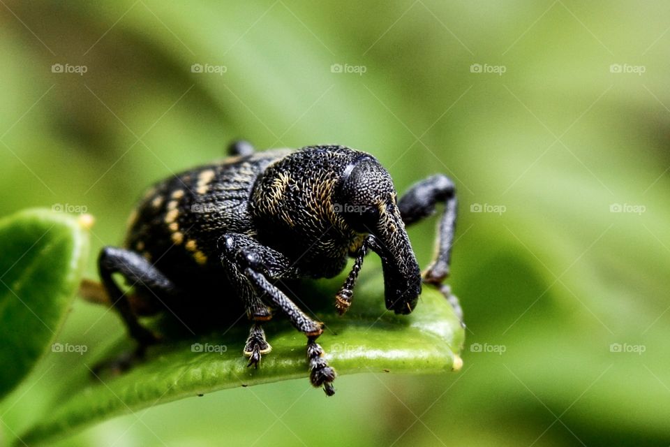 Extreme close up of weevil on green leaf