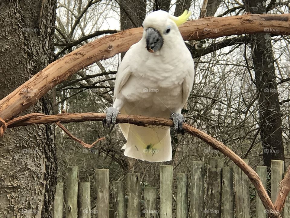 White bird mccaw tree fence natural sing 
