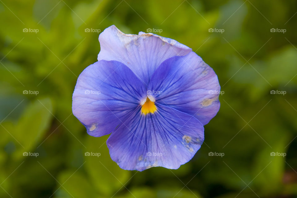 THE BLUE FLOWER IN NAPPA VALLEY CALIFORNIA USA
