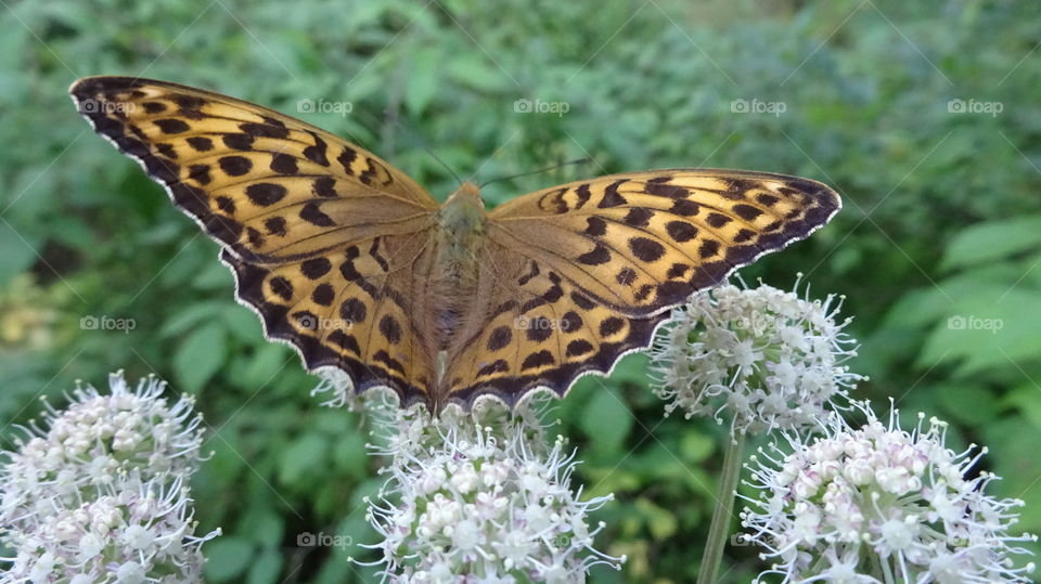 butterfly with leopard coloring on green grass