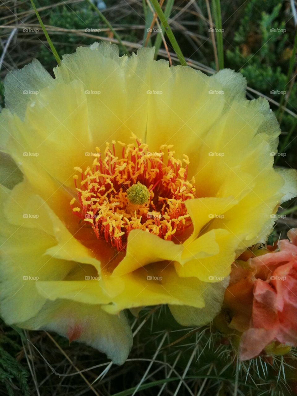 cactus flower