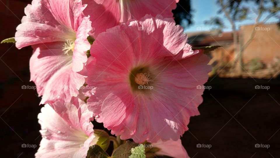 Pétalas suaves das plantas que enfeitam nossa visão.