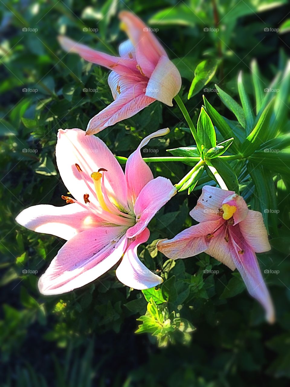 True purity pink lilies 