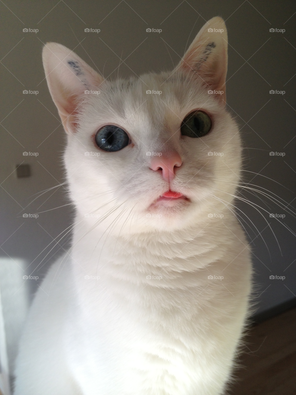 white cat tongue by jespersn