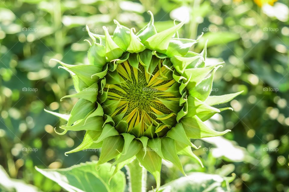 Green sunflower