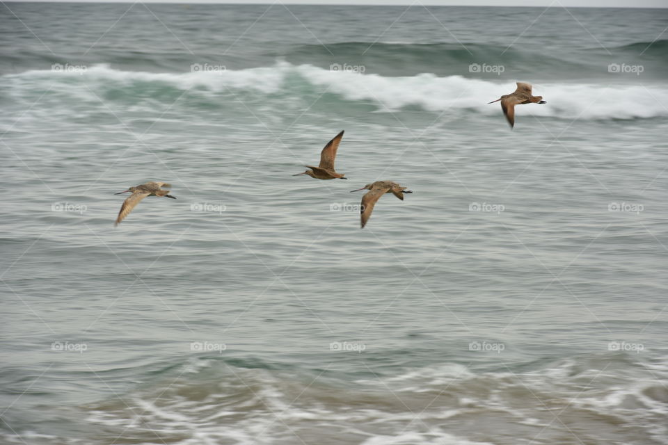 Movement in nature, coastal birds in flight