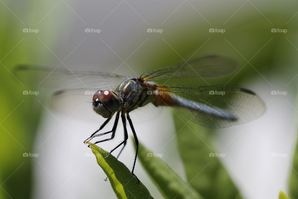 blur dasher dragonfly