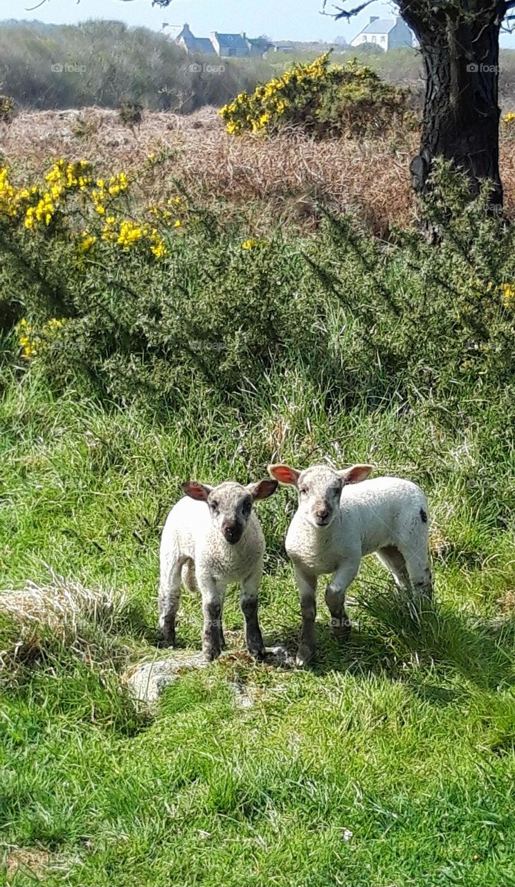 agneaux à Ouessant