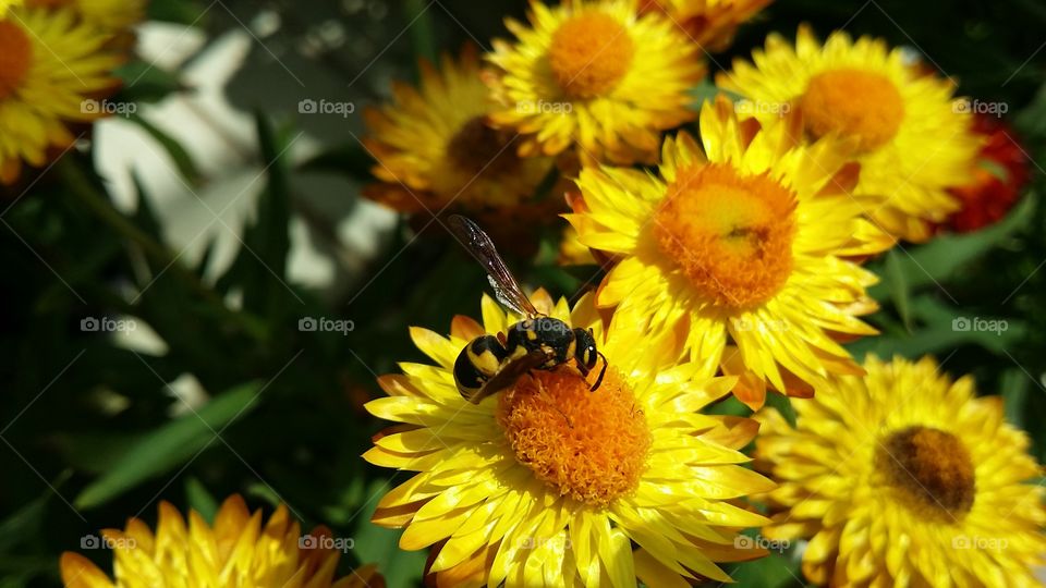 wasp on yellow flower 1