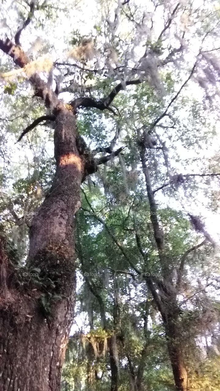 oak trees in the sun