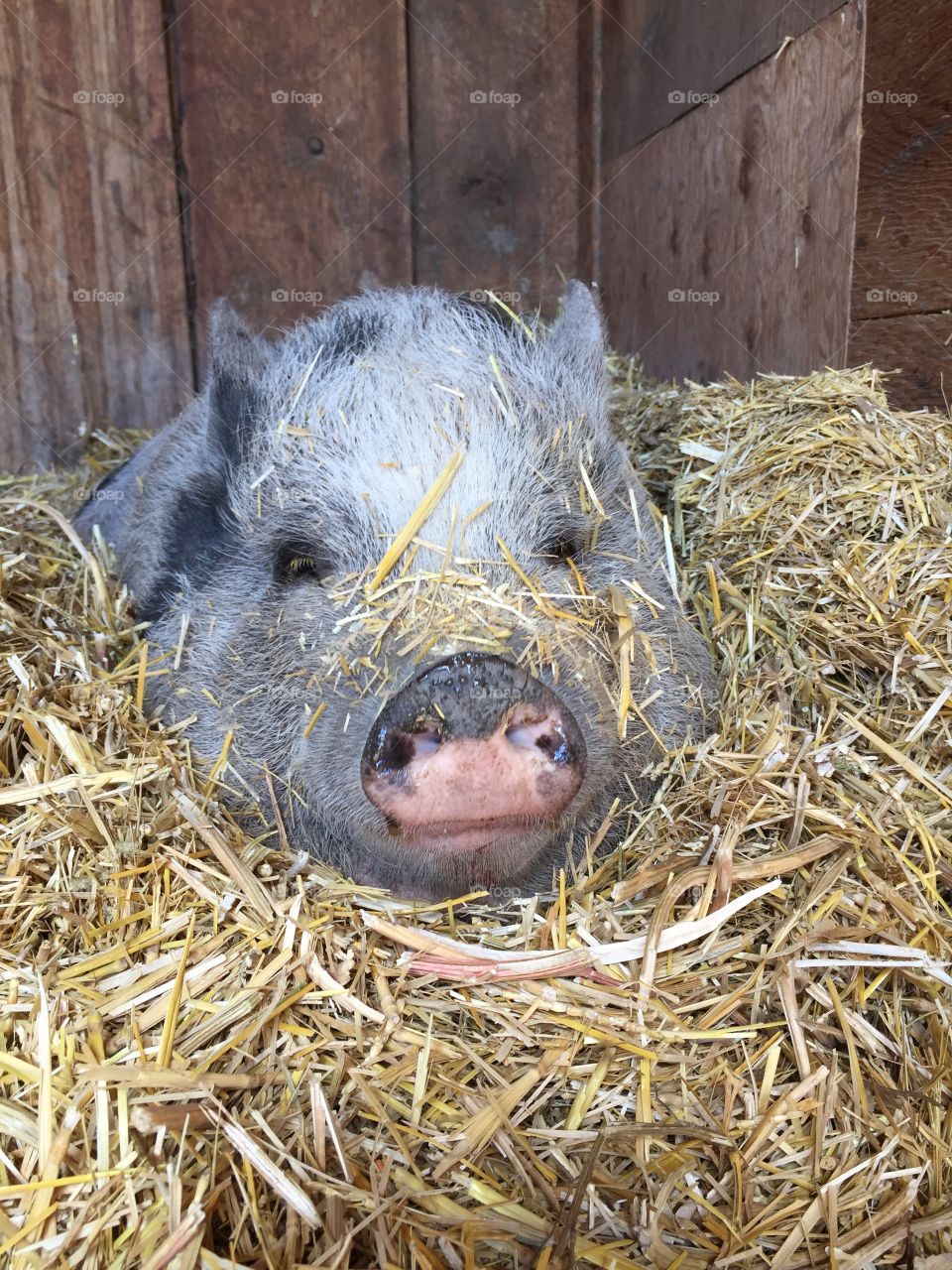 Pig in the hay