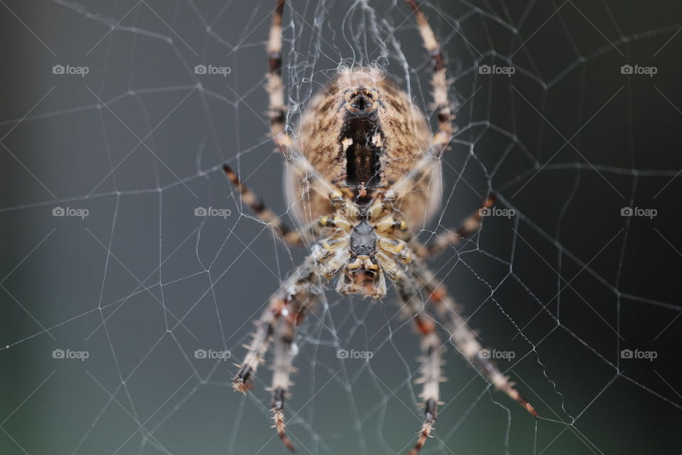 Spider on the web 