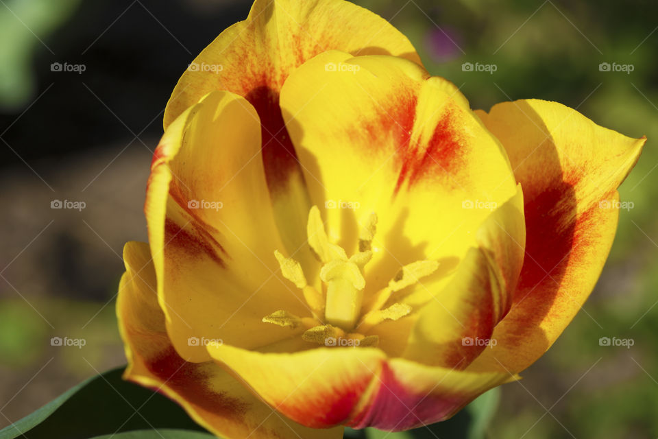 Gorgeous red and yellow tulip flower