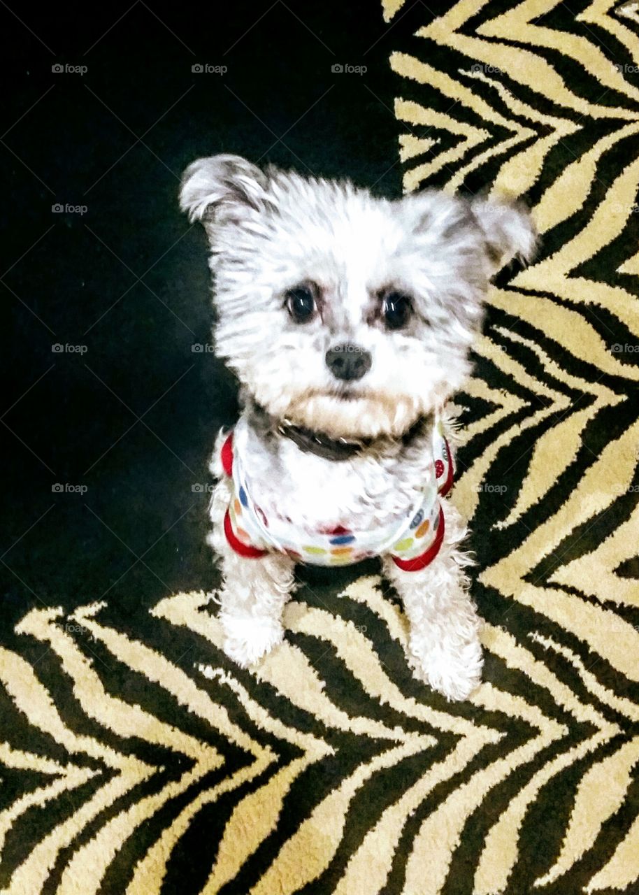 rocking on with my bad self