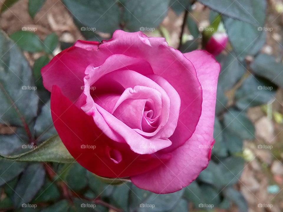 rose 2017-12-21 01 
#আমার_চোখে #আমার_গ্রাম #nature #eukaryota #plantae #angiosperms #eudicots #rosids #rosa