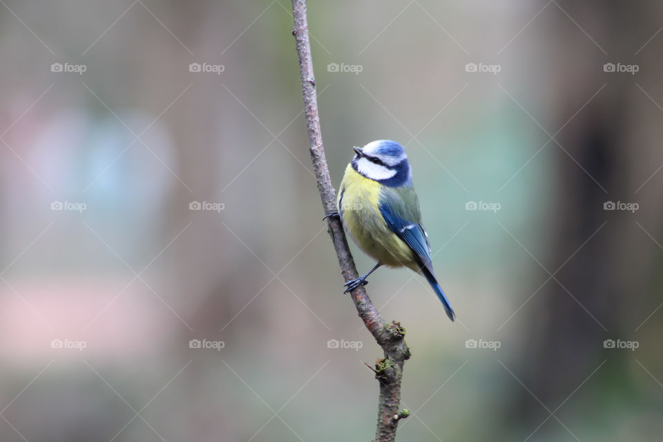 Blue tit on a tiny branch