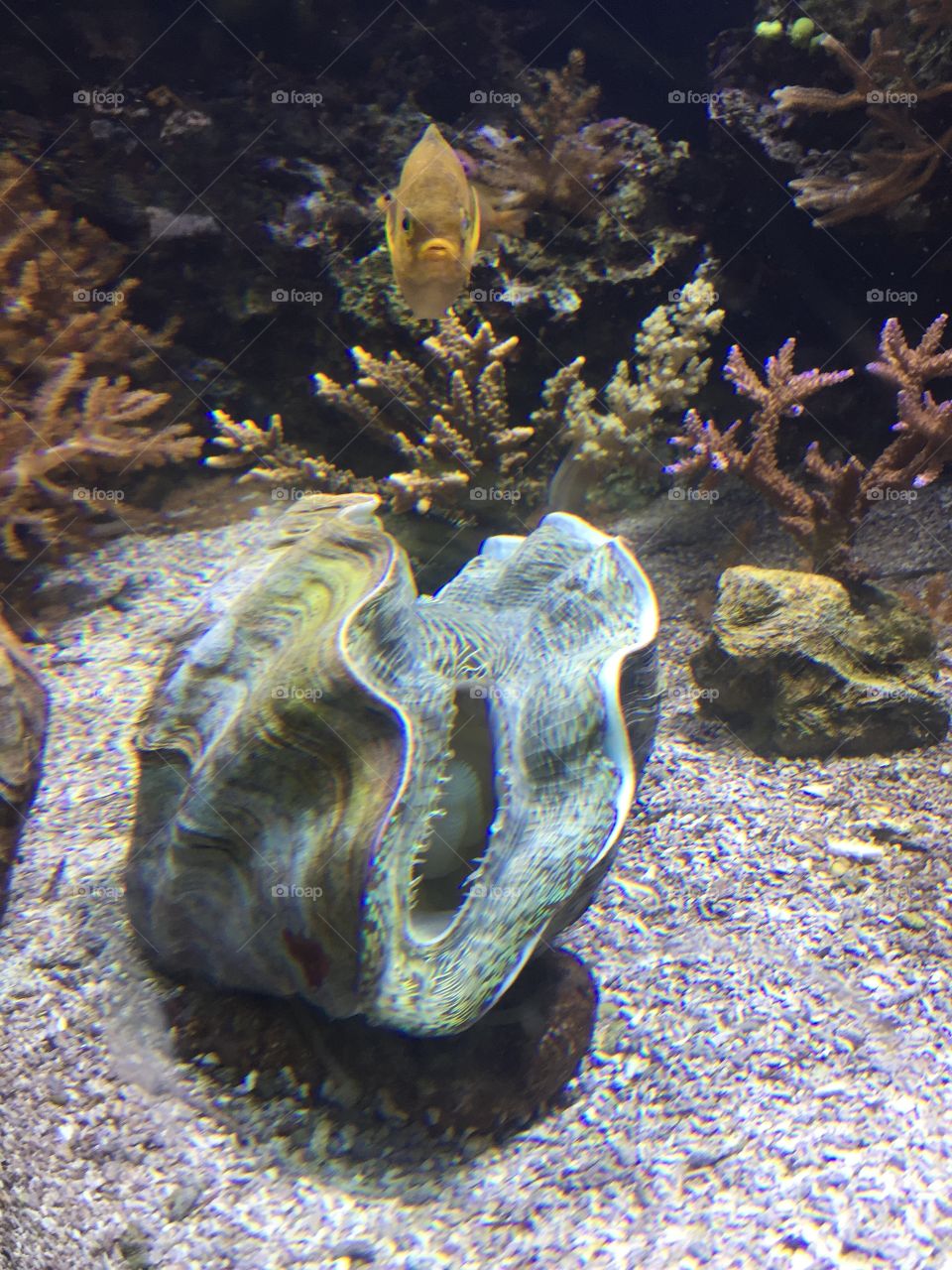 Fish swimming on underwater