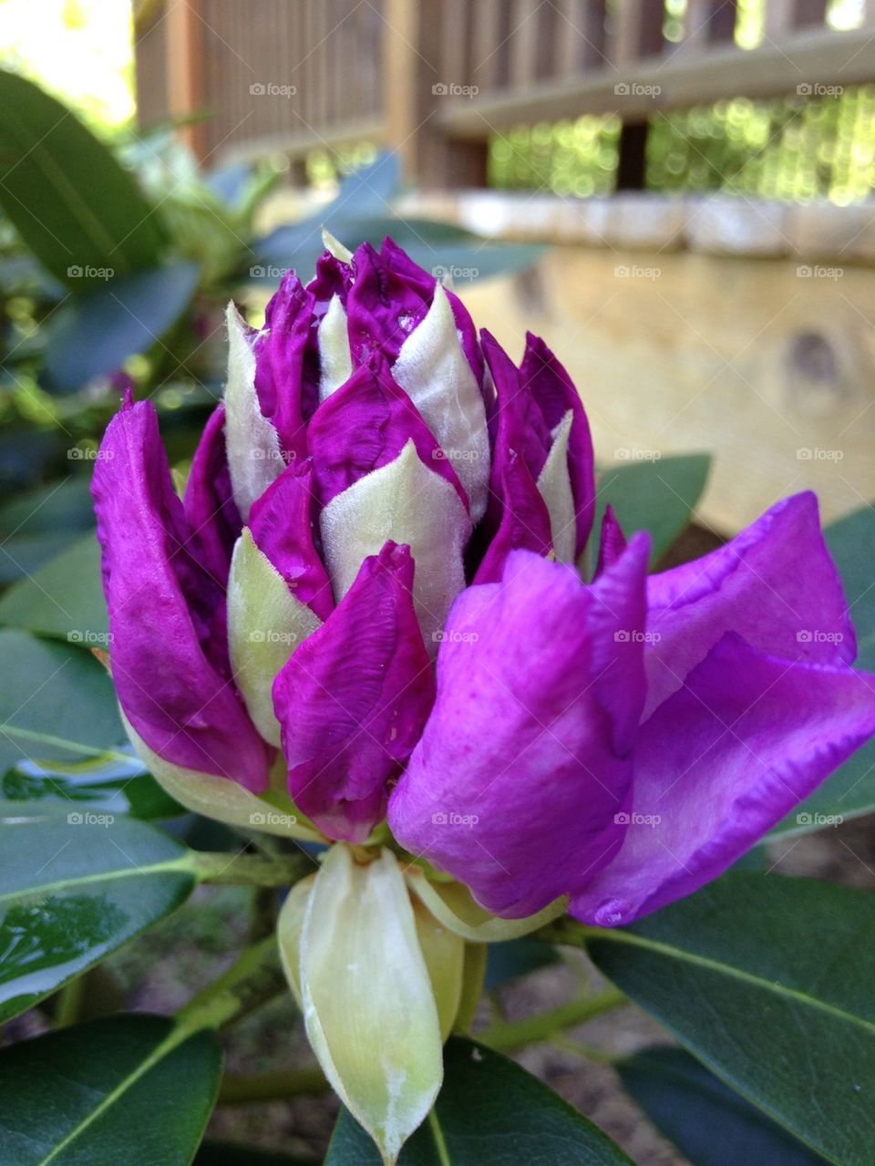 Close-up of a rhododendron flower