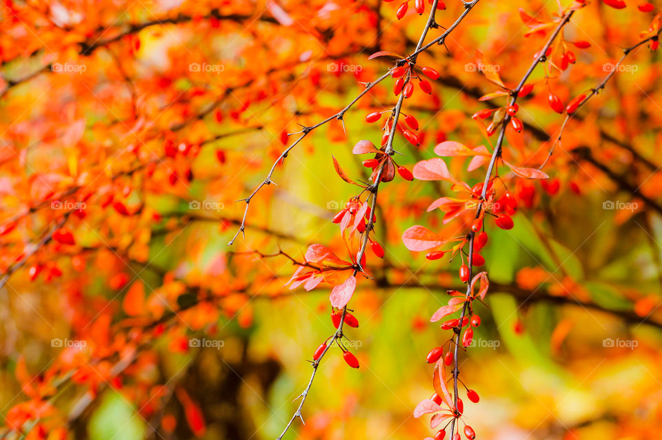 When the sun is shining the reds, oranges & yellows of fall glow spectacularly. This macro shot of a thorny red barberry bush beautifully demonstrates the vibrant contrast to the green of the disappearing summer leaves.