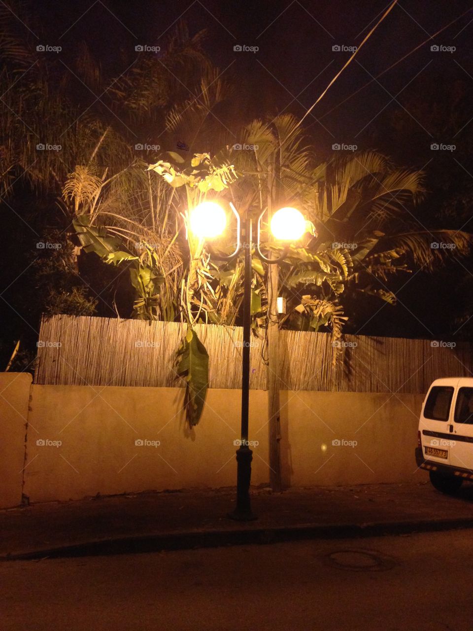 Lights on palm tree 