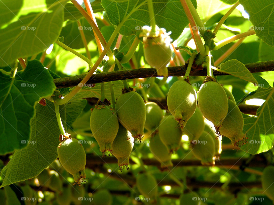 Young kiwi