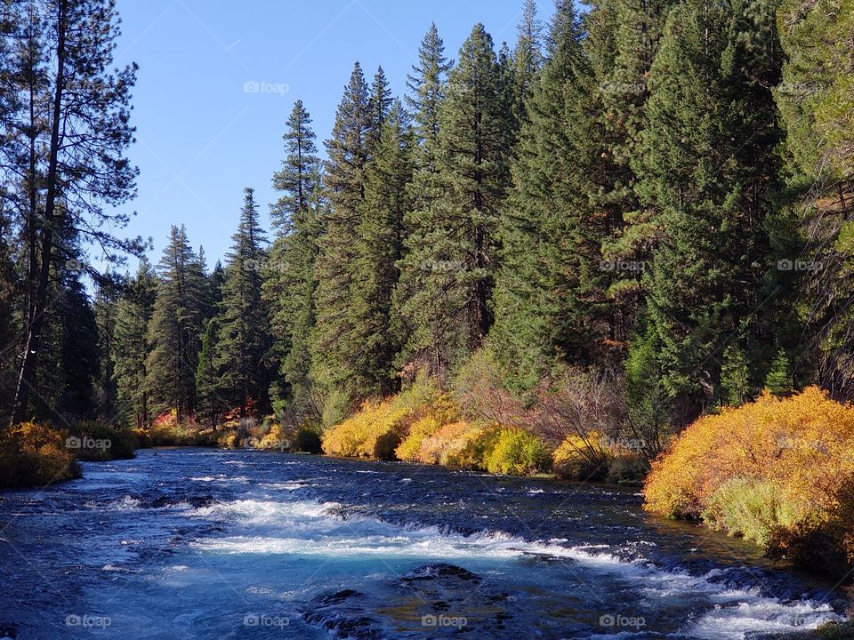 Stunning fall colors on the riverbanks of the turquoise waters of the Metolius River at Wizard Falls in Central Oregon on a sunny autumn morning.