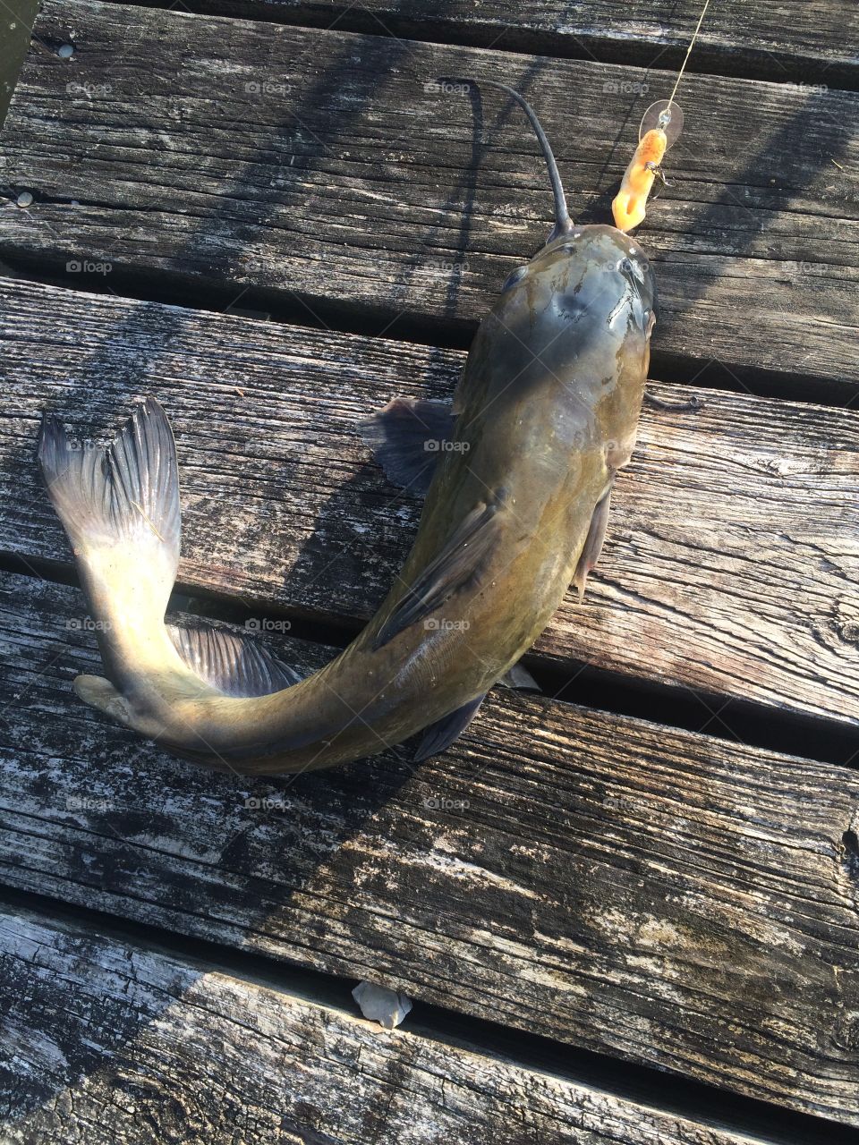 Channel Catfish On Old Dock