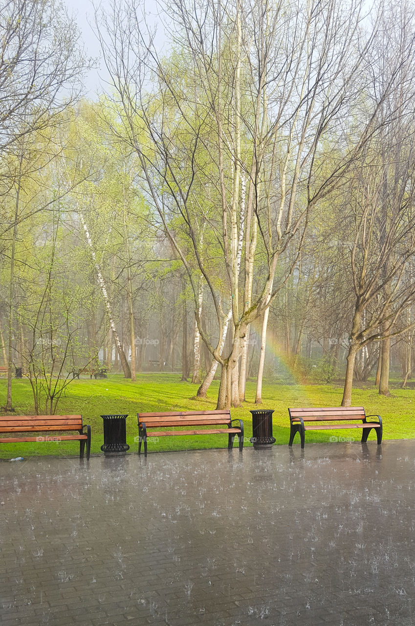 The beginning of spring.  May rain in a park with recently foliage and rainbow