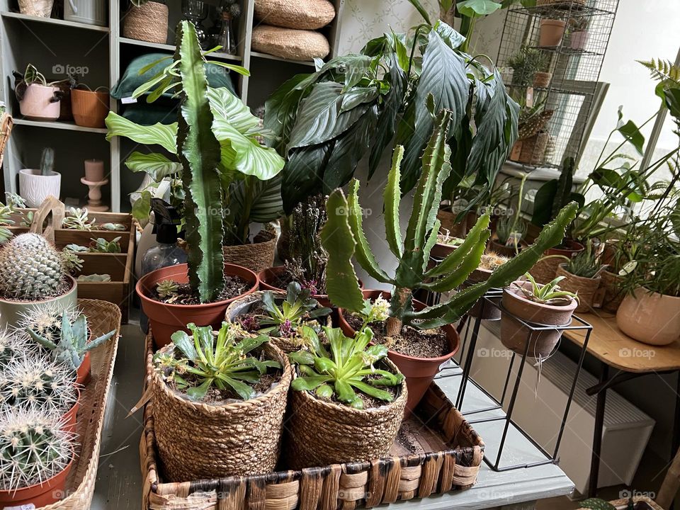 Table with plants