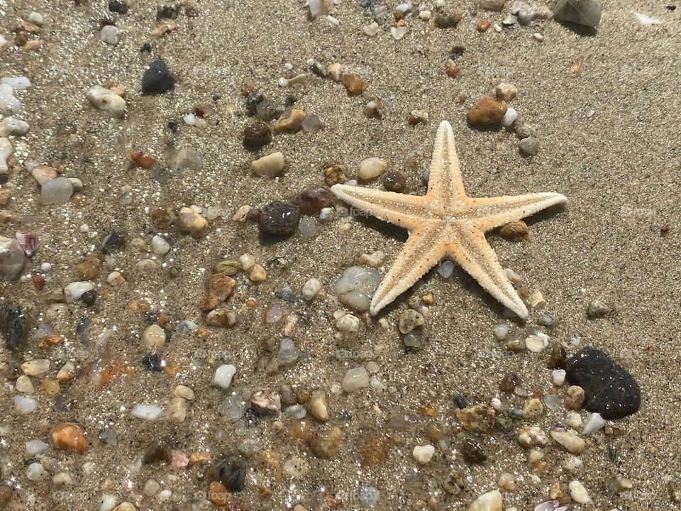 Starfish on the beach