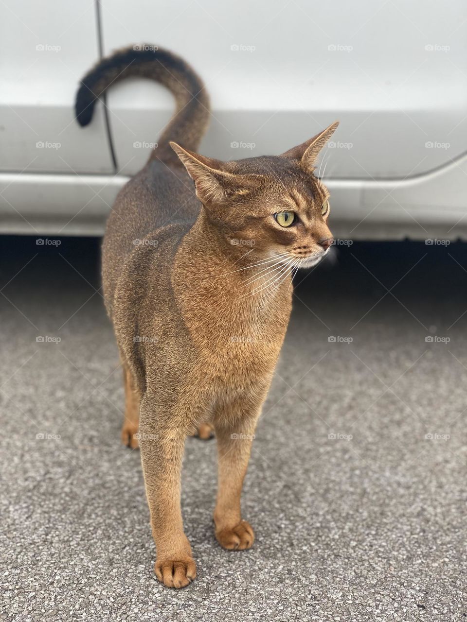 an unusual coloring golden cat with big eyes, ears and a serious look.  frightened animal, cat cat.  pet cat