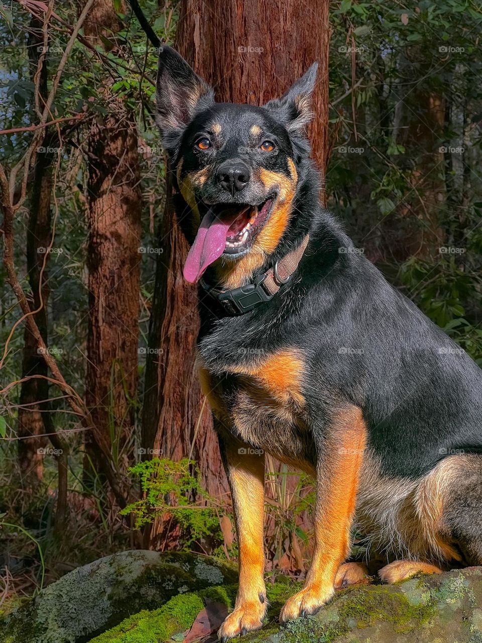 Kelpie being her adventurous self explore the beautiful bushes of the central coast!