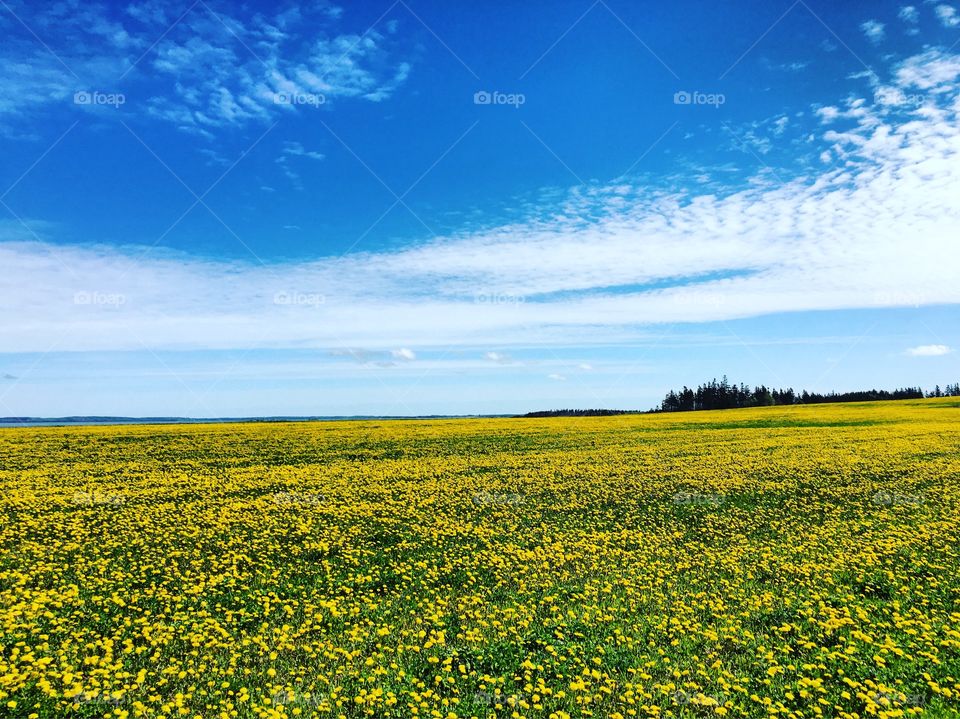 Dandelion fields of Prince Edward Island in Canada. 