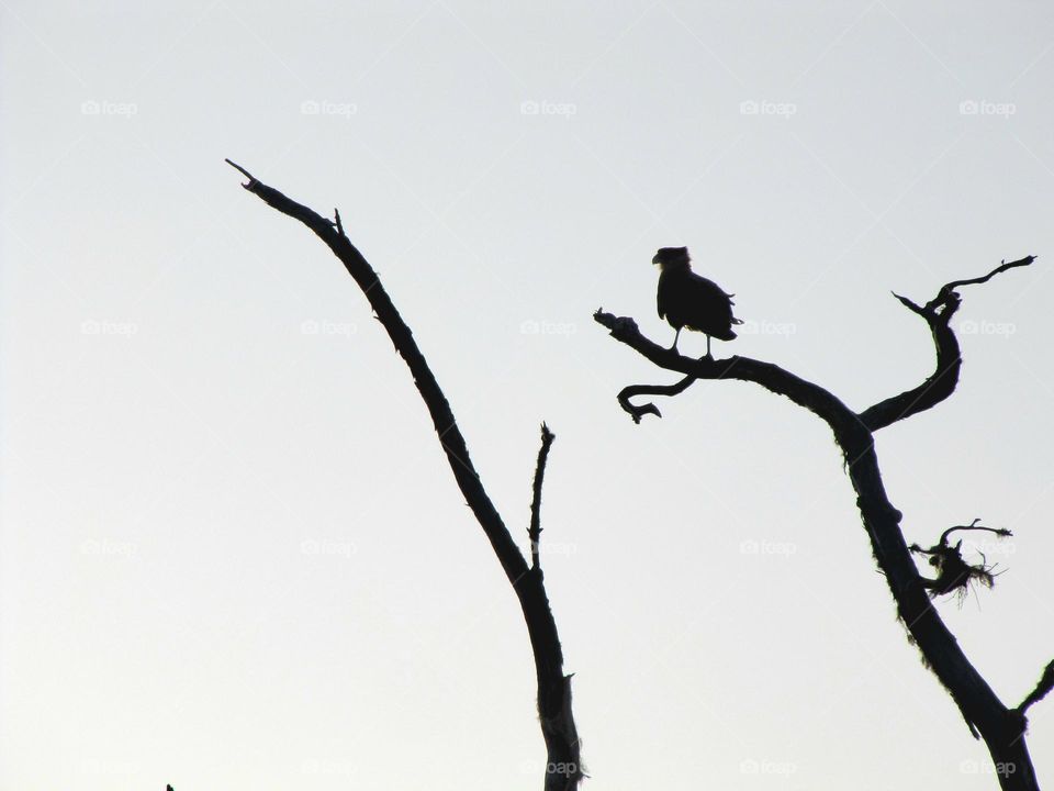 backlit silhouette of a bird on a tree branch