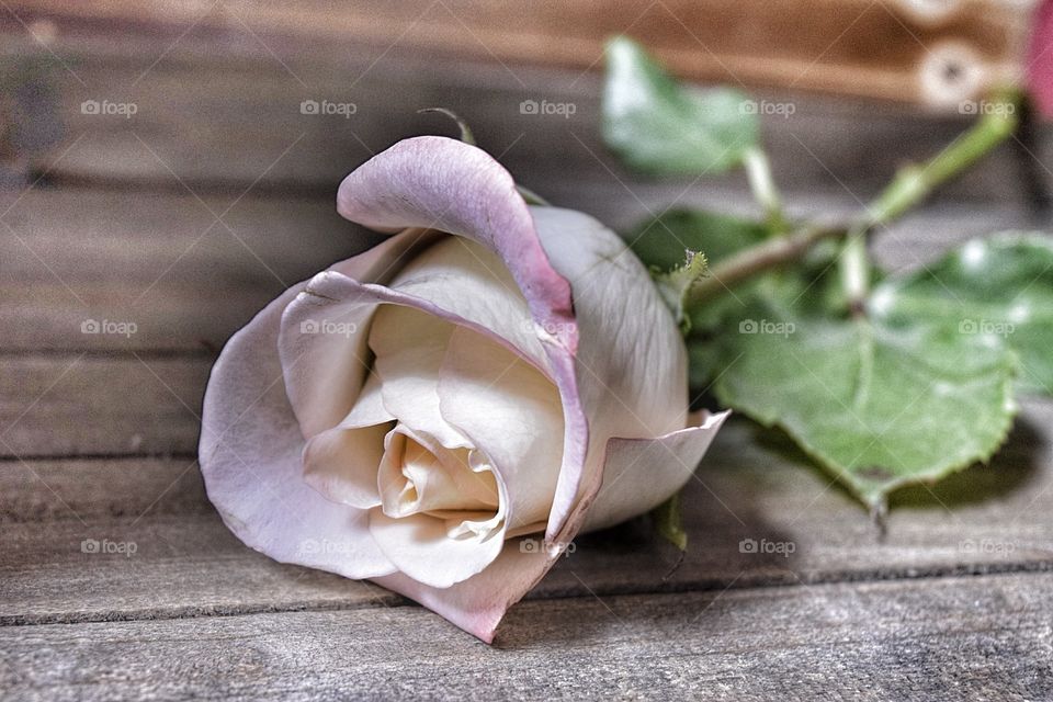 Close-up of rose on table